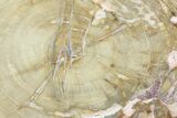 Petrified Wood (Araucaria) Slice - Madagascar #83253-1